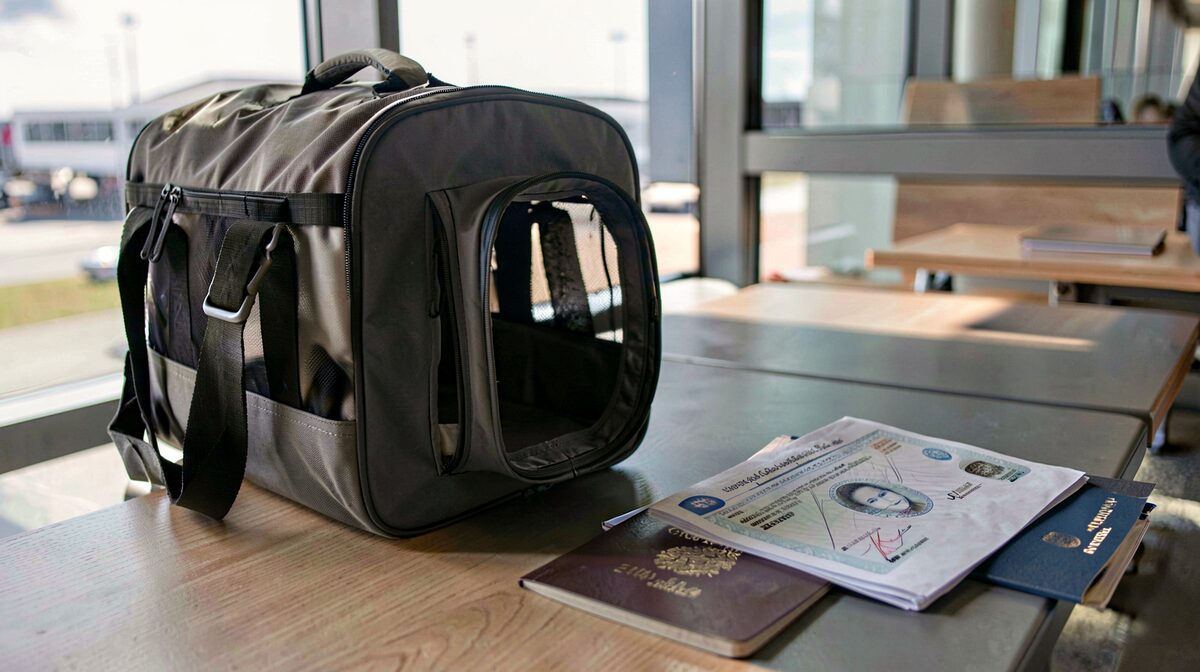 A soft-sided cat carrier open on an airport bench beside a folded health certificate and a passport, morning light through the terminal window, close three-quarter view.